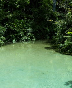 a-body-of-water-surrounded-by-trees.jpg a body of water surrounded by trees